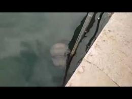 Una medusa in laguna