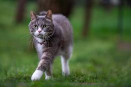 "Hanno tentato di avvelenare i gatti" 