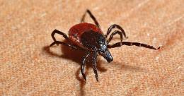 Invasione di zecche, la Regione lancia il vaccino