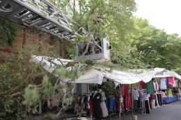 Albero crolla sul mercato, sfiorata la tragedia