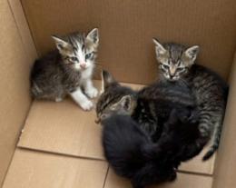 Cuccioli abbandonati nella spazzatura: l'ennesimo caso