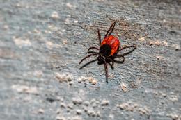 Punto da una zecca, finisce in ospedale