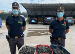 Maxi sequestro: 600 chili di vongole "abusive" 