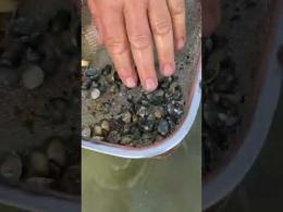 "Ecco come muoiono le vongole"