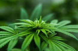 "Legalizzare la marijuana": ecco la legge. Ed è scontro