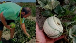 La frutta non cresce più: è stato d'emergenza