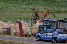 "Macellano gli animali con crudeltà, ora basta"