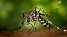 Virus West Nile nelle zanzare: torna l'emergenza anche in Polesine