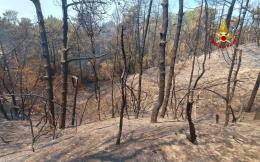Fa troppo caldo: la pineta riprende a bruciare