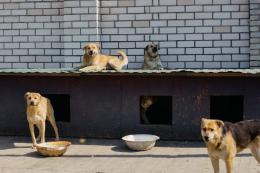 Animali domestici vittime della crisi economica 