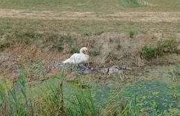 Animali stremati dal caldo: cigno salvato e liberato