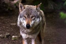 Troppi animali uccisi o abbandonati, anche in Polesine