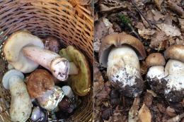 L'affascinante mondo dei funghi