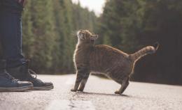 Utenti della strada, "Attenzione attraversamento gatti"