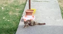 Muore il gatto abbandonato "invisibile" agli occhi dei passanti  