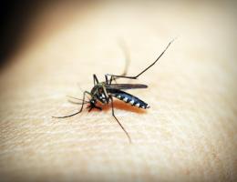 West Nile, ora fa paura: 15 in Terapia intensiva. Anche giovani