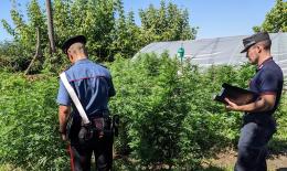 Centinaia di piante di marijuana nell'azienda agricola