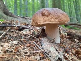 Occhio ai funghi: in 10 in ospedale in pochi giorni!