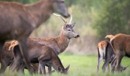 I daini del Delta? Li vendono per macellarli