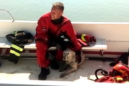 Cane finisce nel Canalbianco, salvata dai pompieri 