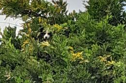 Cucciola fugge sull'albero, salvata dai pompieri