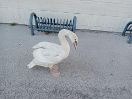 Il cigno arriva in centro, poi si perde: salvato