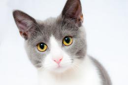 Sos gatti, il mistero colpisce Frassinelle 