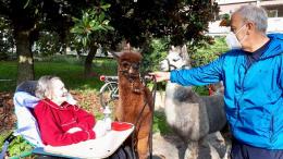 Grazie a lama e alpaca la Casa torna... Serena