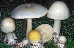 Raccolgono e mangiano i funghi: marito e moglie gravi