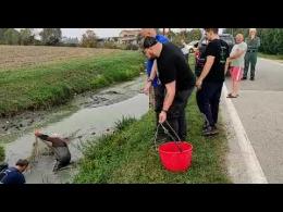Strage di pesci agonizzanti sul canal Rezze