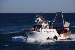 Distretto ittico, export da record: raddoppiate le vendite in Croazia