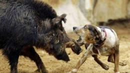 Anziano aggredito da un cinghiale nel giardino di casa: è gravissimo