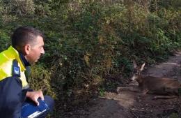 Mutilano il cucciolo e lo abbandonano agonizzante
