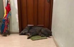 Si trova un cinghiale addormentato sullo zerbino