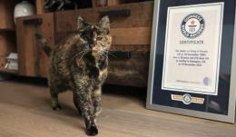 E' la gatta pi&ugrave; anziana del mondo: Flossie ha 26 anni