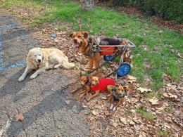 Aiutatemi a far vedere al mio cane il mare, prima di morire