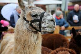 Lama, che passione!