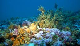 Tegnùe, rimossi 320 kg di rifiuti