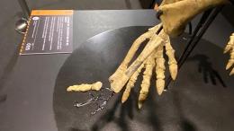Pazzesco: rubano ossa di dinosauro alla grande mostra