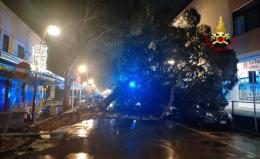Albero cade sulle auto, paura in strada