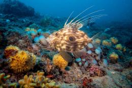 Le Tegnùe quale patrimonio Unesco,  la presentazione al Summit del Mare