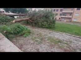 Tagliati i pini in piazza XX settembre