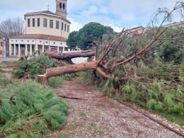 Addio ai pini di piazza XX Settembre