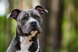 Aggrediti e feriti dall'Amstaff libero