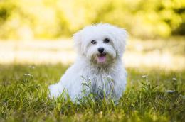 Appende il cane per le orecchie, nel vuoto