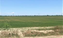 Siccità e cuneo salino, risaie devastate