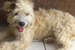 Compra un divano usato, dentro c'è un cane