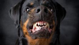 Aggredita e ferita da un Rottweiler