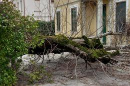 Cadono alberi, strada chiusa