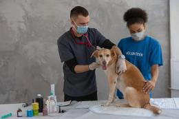 Riapre l'ambulatorio per gli amici a quattro zampe 